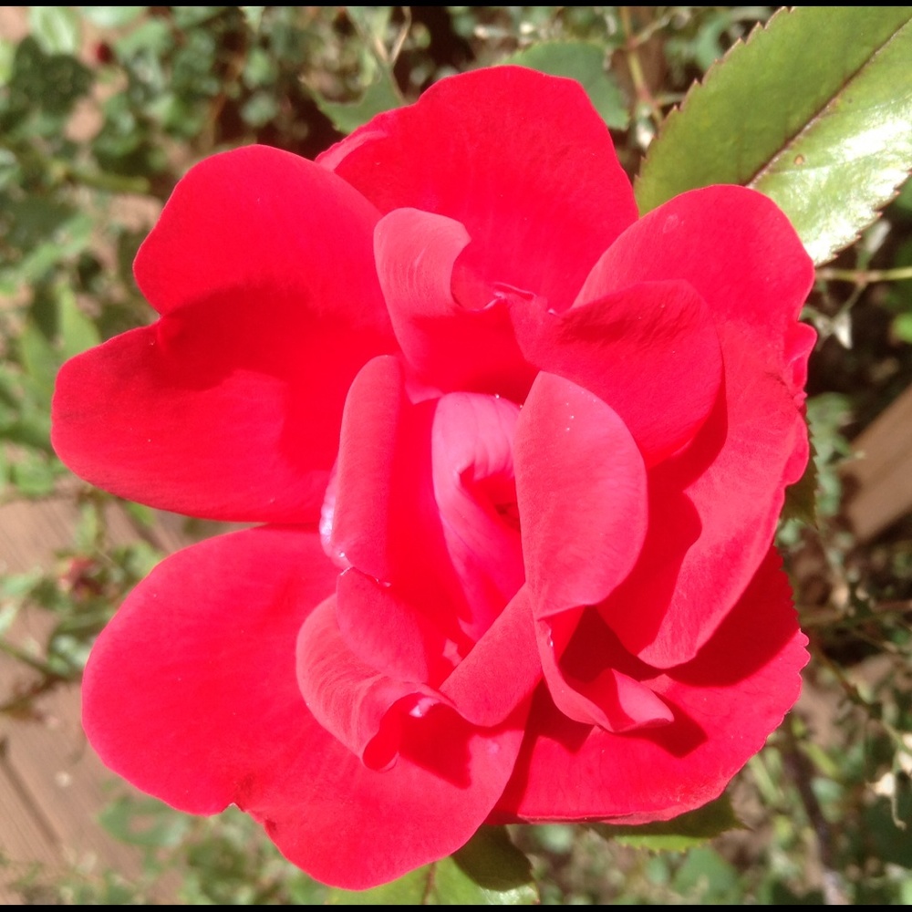 Meet your Posher, Graciela